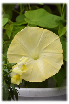 yellow morning glory and snapdragon